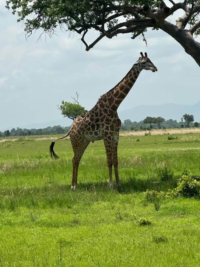 Giraffe standing beneath a broad tree