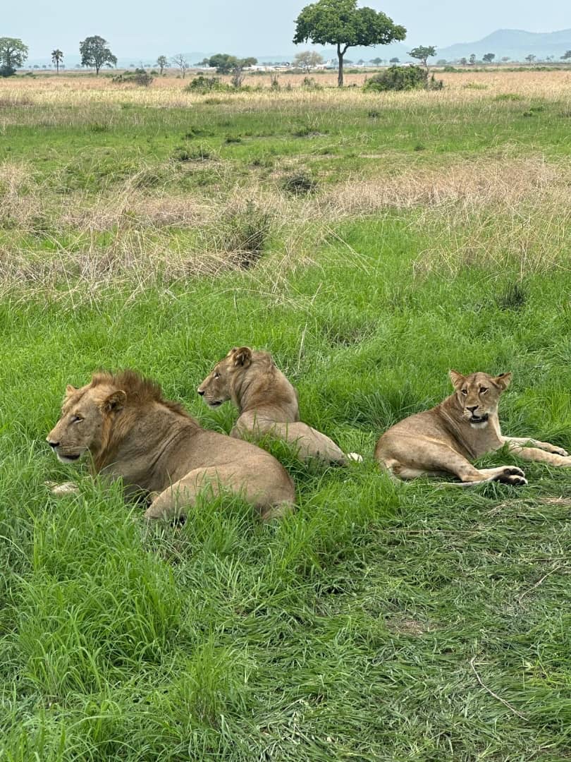 Three lions resting in green grass