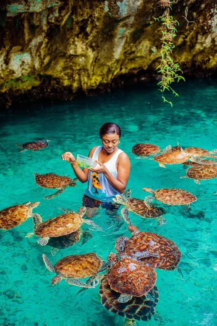 Visitor observing sea turtles in clear water