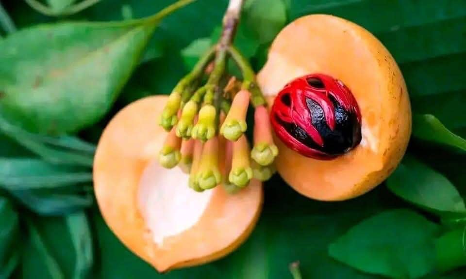 Fresh nutmeg opened to reveal its red mace during a Zanzibar Spice Farm visit