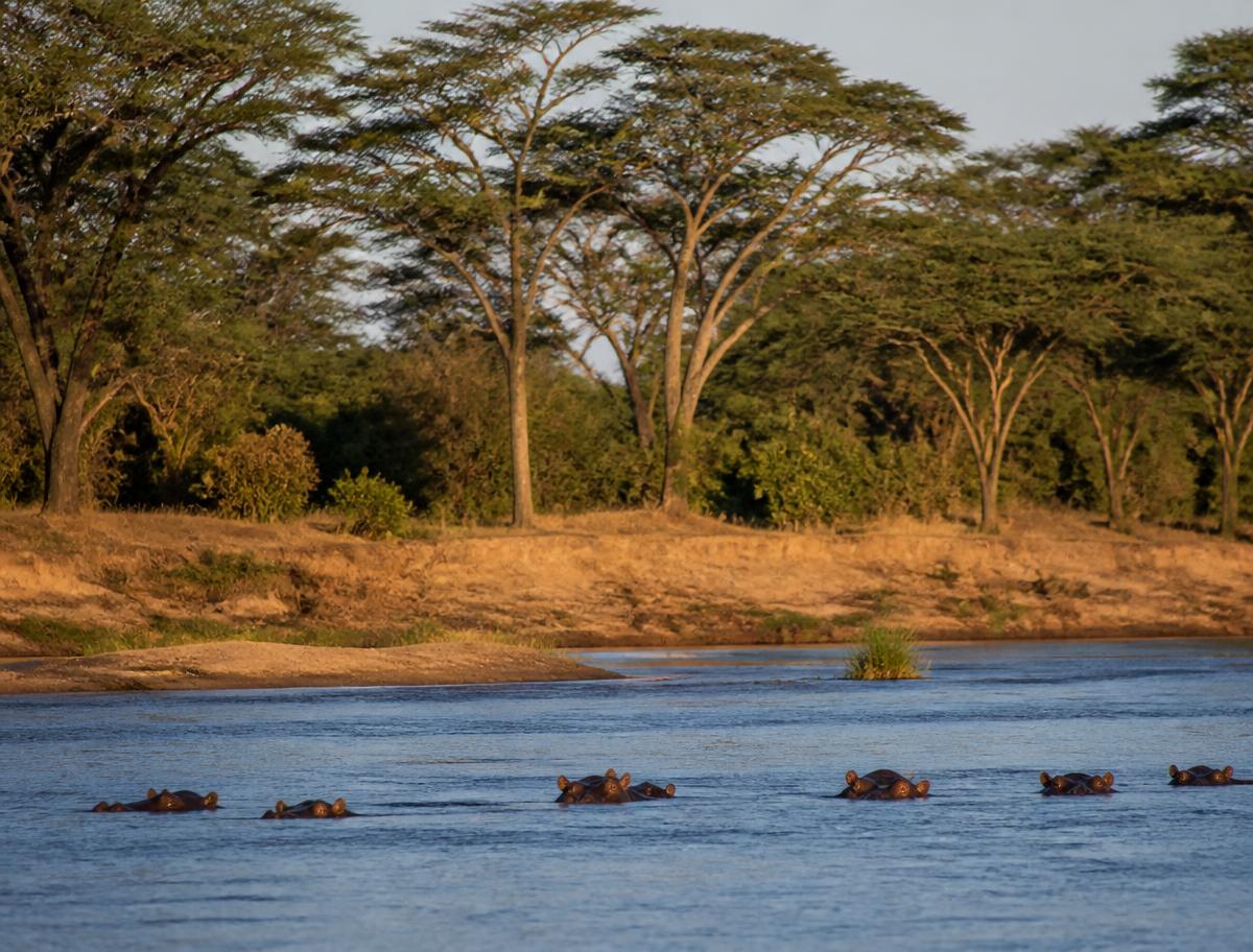Hippopotamuses in the river at Nyerere National Park